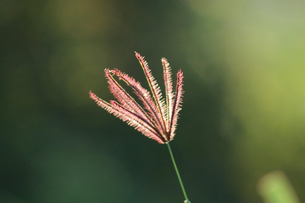 nature, green, earth, environment, sustainable, leaf, fairytale, ecology, zebra, hummingbird, globe, world, monkey, planet, exotic, composing, frog, animal, sustainability, fantasy, lizard, recycling, parrot, blue, wolf, green earth, green fantasy, green globe, green planet